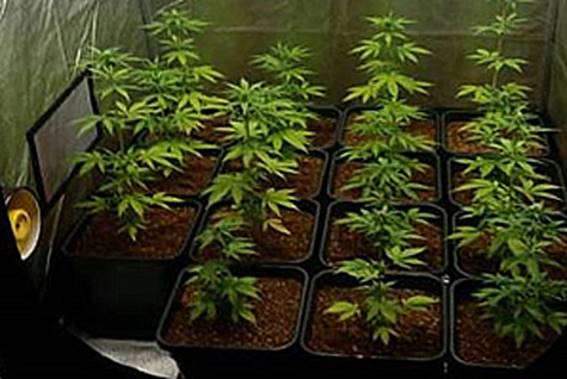 выращивание марихуаны по закону