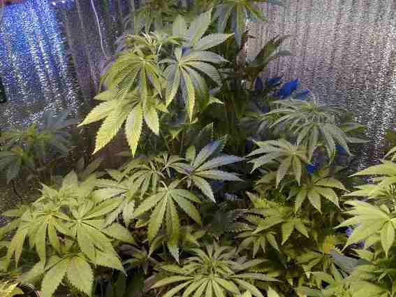 выращивание марихуаны в калифорнии